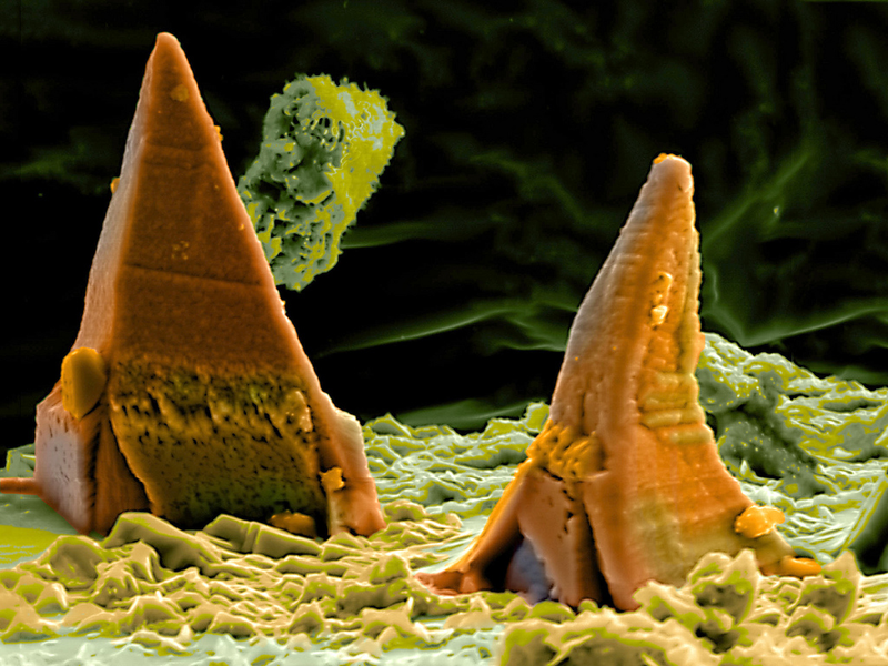 Illustration for article titled Photos of the Amazing and Gruesome World Under a Microscope